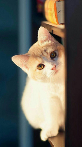 元气壁纸 1776310188875.jpg