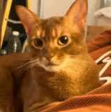 378d357d 06f2 407f 8841 070aa27e0c4d.gif