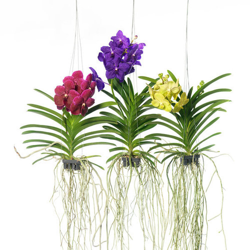 vanda plant.jpg