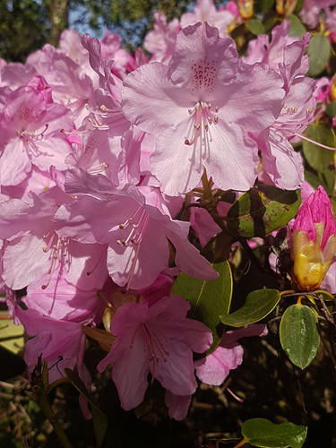 Azelias&Rhodies 3.jpg