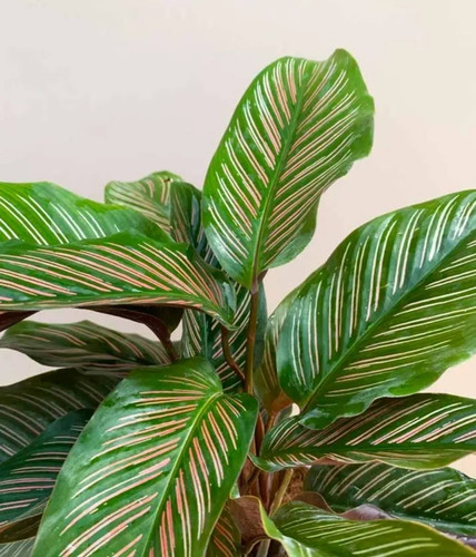 yes perennial no live plant indoors outdoor for living room original imah68ecrhrhcshz.jpg