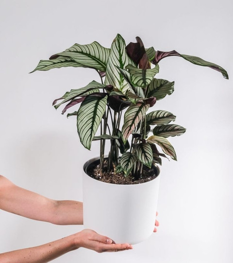 yes perennial no live plant indoors outdoor for living room original imah7a424hvz243a.jpg