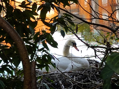 Swans and Cygnets 20.jpg