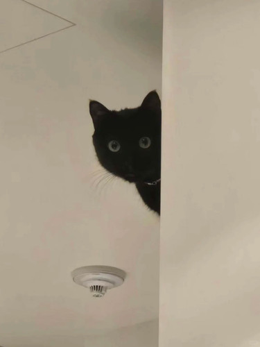 可以换新头像了🐱 1 SG 来自小红书网页版.jpg