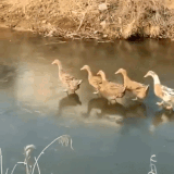 春江水暖鸭先知.gif
