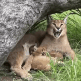 双马尾猫娘.gif