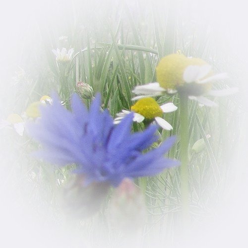 set126picture1.jpg