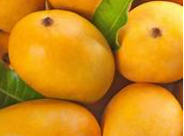 Badami Mango (450-600gm)