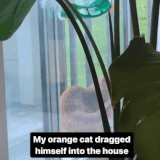 Cats 08.gif
