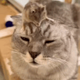 Cats 15.gif