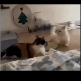 Cats 09.gif