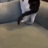 perfect loop.gif