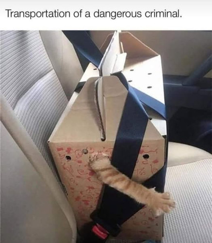 criminal.jpg