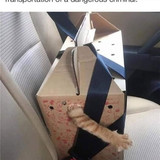 criminal