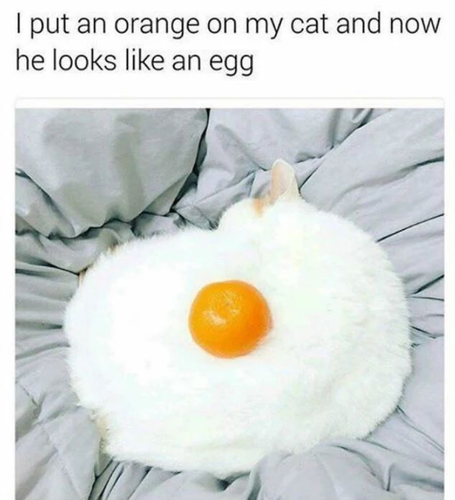 cat9.png