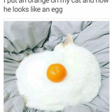 cat9