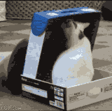 funniest cat gifs cat bully.gif