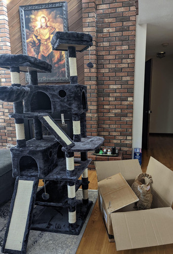 cat1.jpg