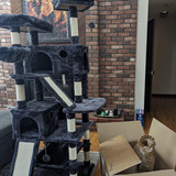 cat1