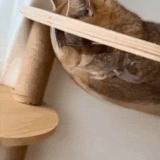 cats 1.gif