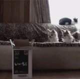 raw.gif