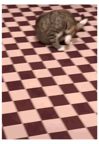 cat2.gif