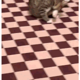 cat2