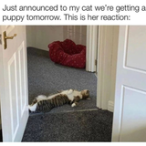 cat8