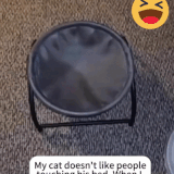 cat 04.gif