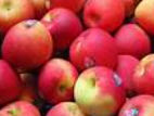 New Zealand Apple (450-600g)