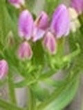 520c854c1c73.jpg