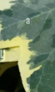 9ef426b70f90.jpg