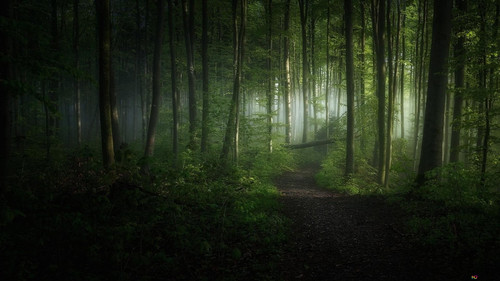 green forest wallpaper 1920x1080 48.jpg