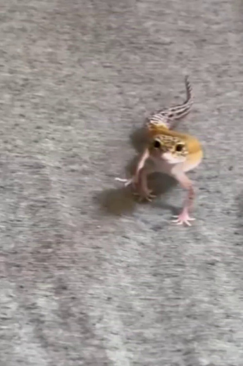 TAWUAnidqXiXzq 7.jpg