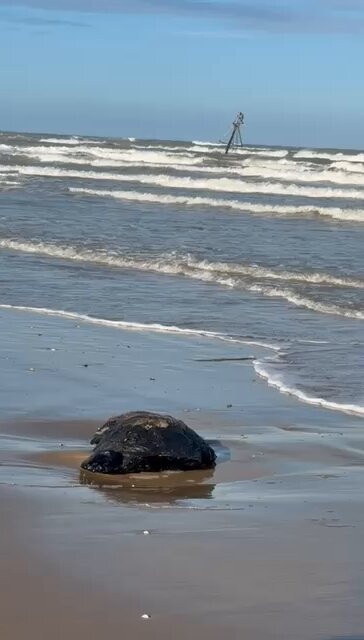 54 2SgLnhscM IJN.jpg