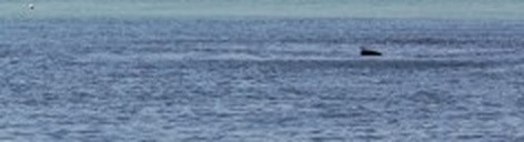 e21fbe1a7873.jpg