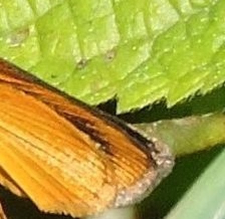2eddc8847f85.jpg