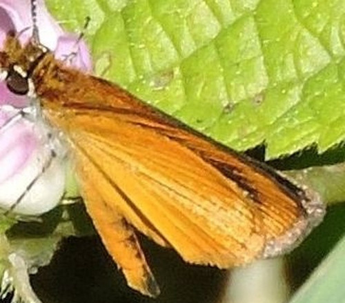 31bf13ba8448.jpg