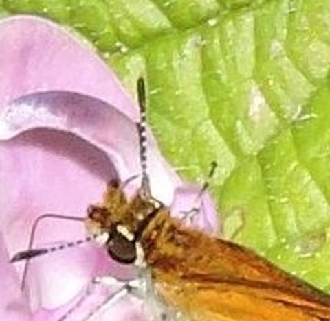 fdc9f12c50a5.jpg
