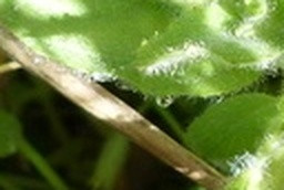 d0eac3596cf1.jpg