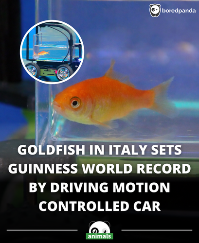 371. Goldfish earns Guinness World Record for driving.png