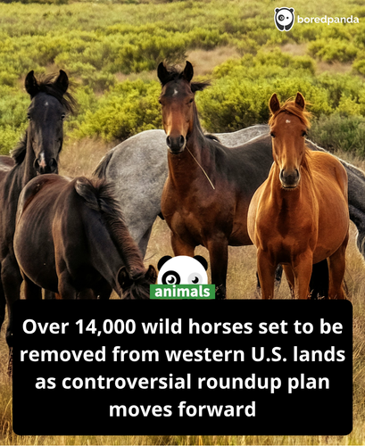 372. Over 14,000 Wild Horses Are Set to Be Removed from the Western U.S..png