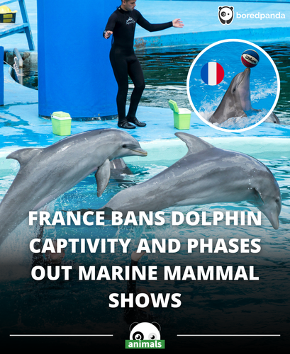 366. France bans dolphin captivity (1).png