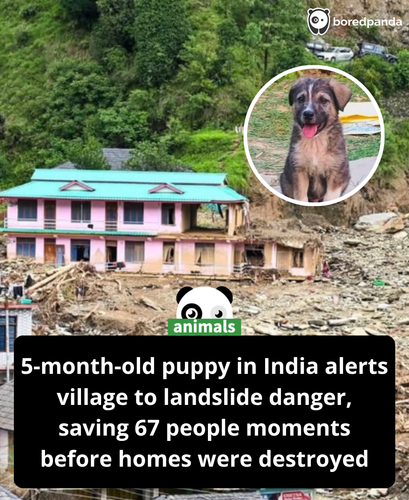 373. Rocky was sleeping on the ground floor of his home in Siyathi village as torrential rains poure.png