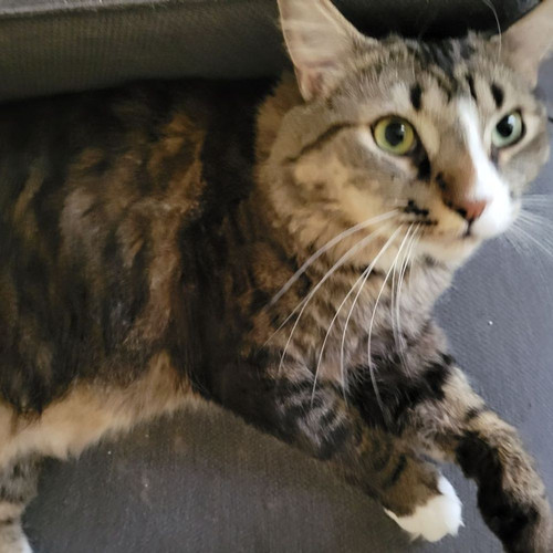 cute cat2.jpg