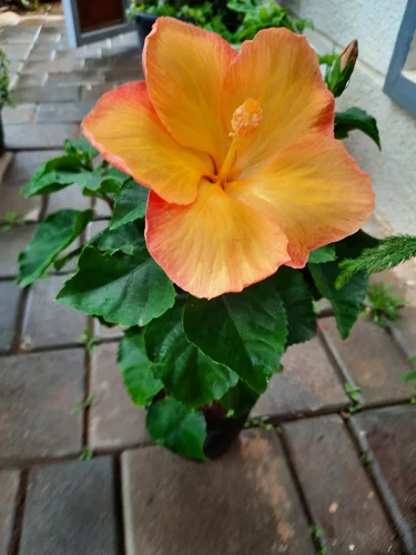 c1 500x500.webp