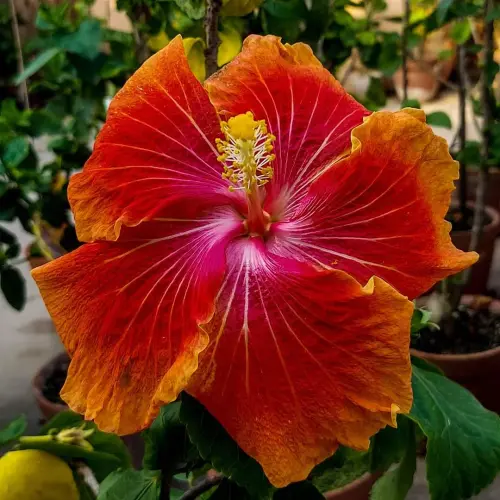 Australian Hibiscus Flower 53.webp