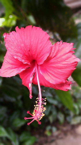HD wallpaper joba flower.jpg