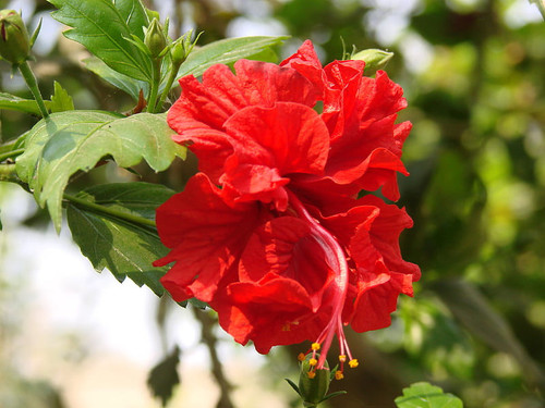 HD wallpaper pancha joba phol daffodils rose lal joba joba phol joba ful.jpg
