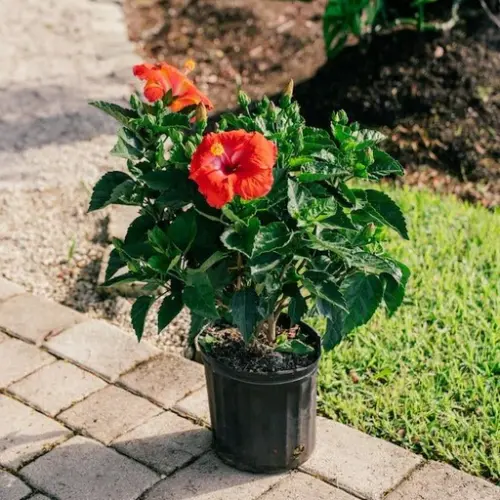 hibiscus red e19e55fb 6ddf 41f1 9bbd 58e16ccfae08 512x512.webp